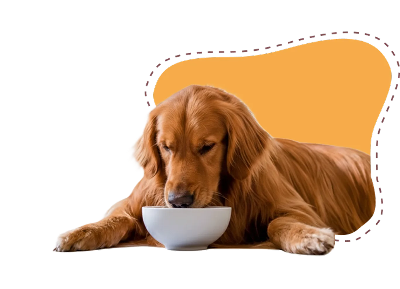 dogs food
